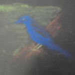 Blauer Vogel 18.5 - Kreide auf schwarzen Papier/A4